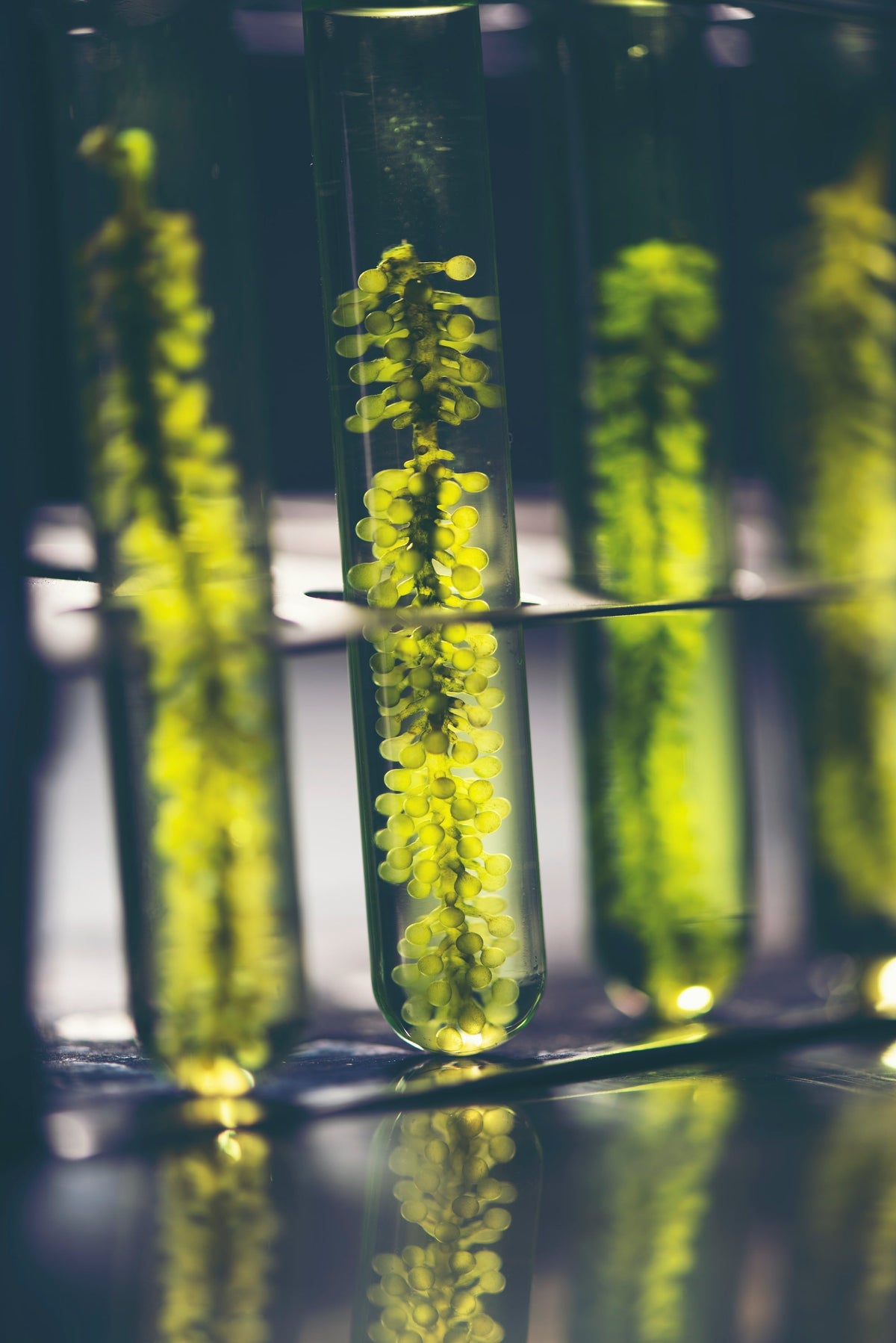 Omega-3: was EPA und DHA wirklich können – und warum aus der Alge